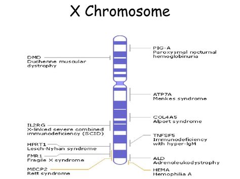 Ppt Sex Linked Genes Powerpoint Presentation Free Download Id2922913
