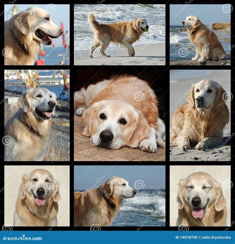 One Day From Golden Retriever S Life Collage Stock Photo Image Of