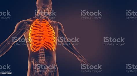 Human Rib Cage Anatomy Stock Photo Download Image Now Anatomical