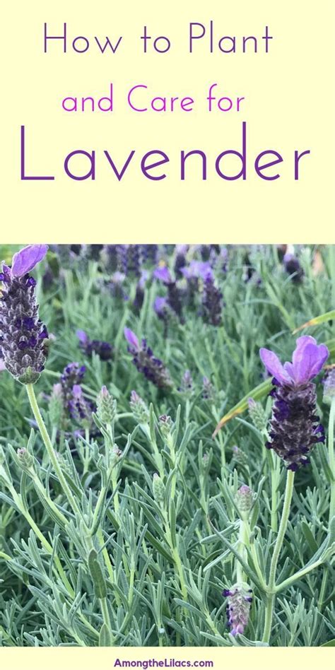 Lavender Is A Beautiful And Useful Plant To Grow In Your Yard Grow In