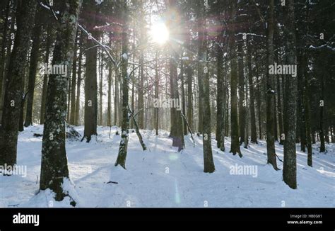Sun Shines Through Winter Forest Stock Photo Alamy