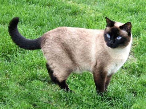 Genetics Of Cat Coats Siamese Kittens And Calico Females Hubpages
