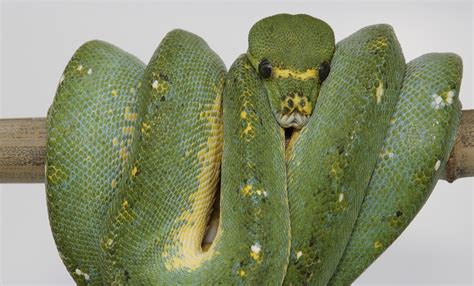 Green Tree Python Smithsonians National Zoo