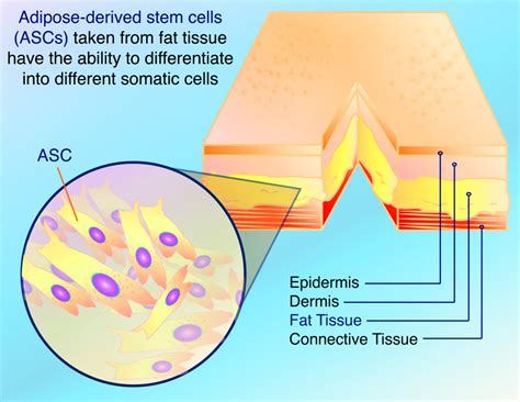 Adipose Derived Stem Cells And Hd Real Applications Of Ipscs Hopes