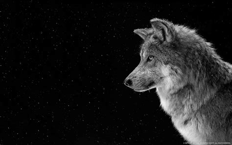 Gray Wolf Profile Snow Animals Hd Wallpaper 99709 Wallpapers Hd