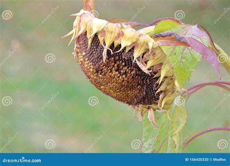 Close View Of Dying Sunflower Stock Photo Image Of Sagging Death