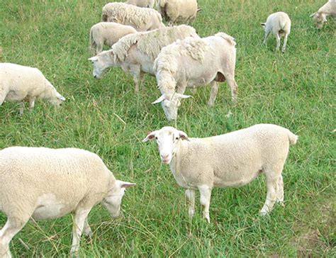 Raising Dorper Sheep What You Need To Know Truth For Its Own Sake