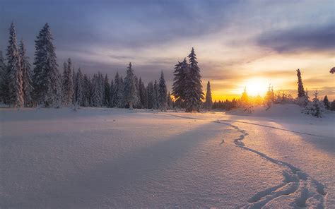 Wallpaper Russia Winter Snow Trees Sunset 1920x1200 Hd Picture Image