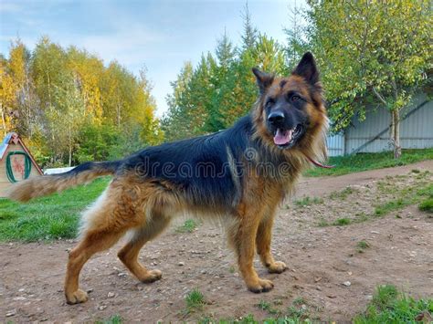Purebred German Shepherd Dog In Full Growth Stock Photo Image Of