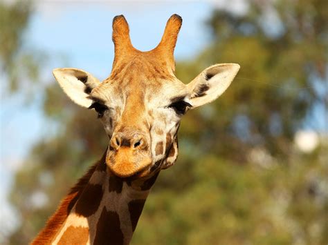 Giraffes Are Divided Into Four Distinct Species Not Just One