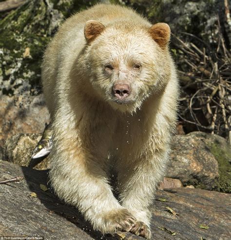 Extremely Rare White Kermode Bears Spotted By Photographer In British