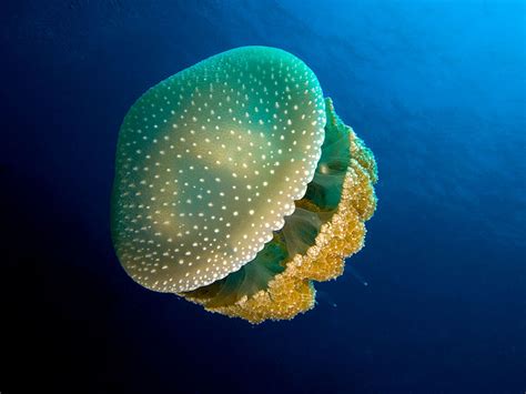 Difference Between Porifera And Coelenterata Pediaacom