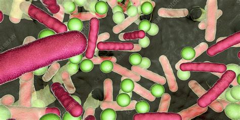 Bacteria In A Biofilm Illustration Stock Image F0251141 Science