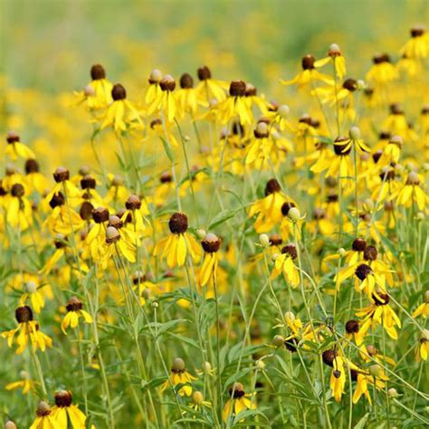 Ratibida Pinnata Yellow Coneflower