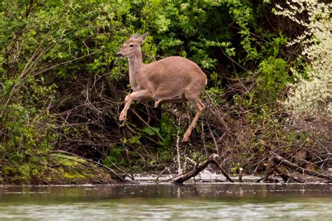 Crazy Deer Splashing In The Pond Kevin Jezorek Photography