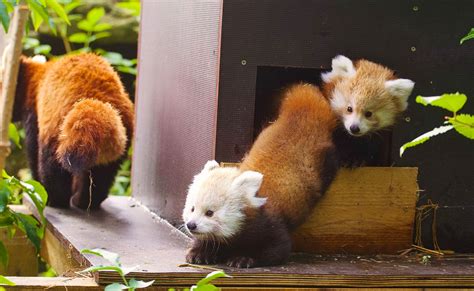 Two Red Panda Cubs Make First Public Appearance At Longleat News