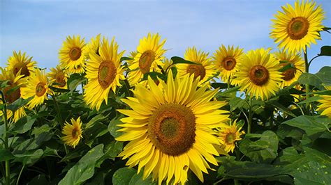 Saat menanam bunga matahari, perhatikan hewan seperti siput, burung, dan tupai. Gambar Bunga Matahari Sketsa