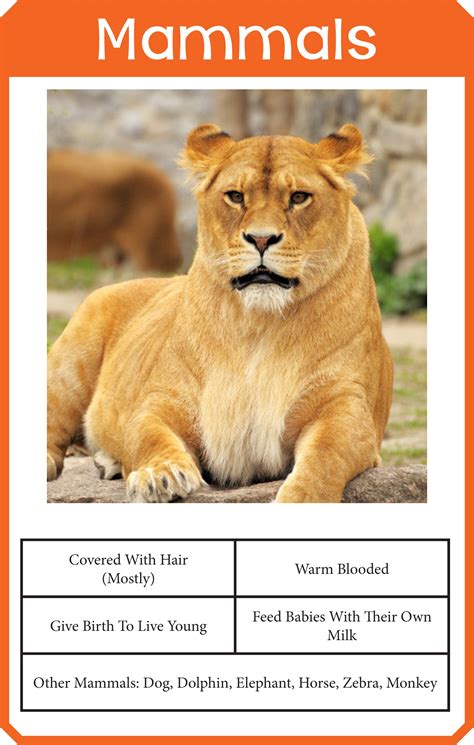 Animal Classification Cards | Chapter 1 Classifying Plants And - Free ...