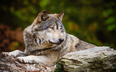 Wolf Full Hd Wallpaper And Background Image 1920x1200 Id332189