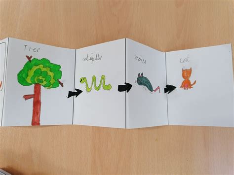 Food Chains In Year 2 St Margarets Lee