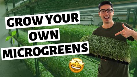 How To Grow Microgreens Indoors Seed To Harvest Youtube