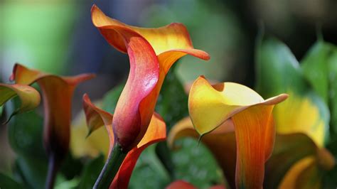 How To Plant Calla Lily Seed Pods Grow Flovers