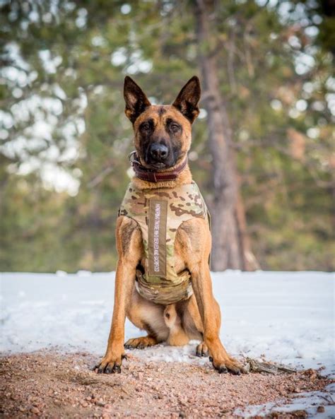 Cspds K9 Tank Receives Body Armor Thanks To Nonprofit Vested Interest