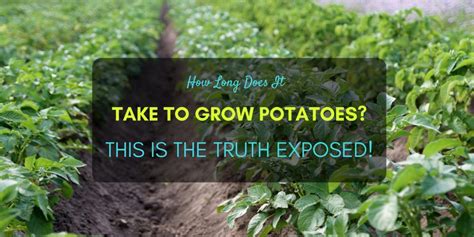 How long for seeds to sprout? How Long Does It Take To Grow Potatoes? This is The Truth ...
