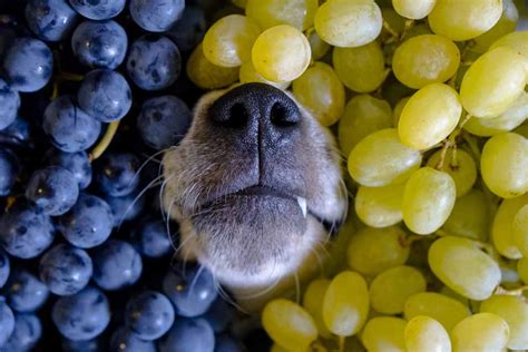 Can Dogs Eat Grapes Or Raisins Pet Friendly House