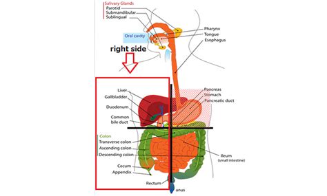 What Are The Major Causes Of Pain On Right Side Of The Body Upsmash
