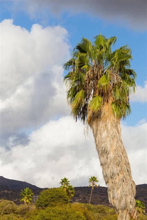 Southern California Palm Trees Stock Image Image Of