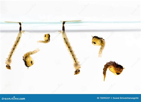 Mosquito Larvae In Water Stock Image Image Of Virus 75095337