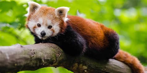Why Are Red Pandas Endangered Greentumble