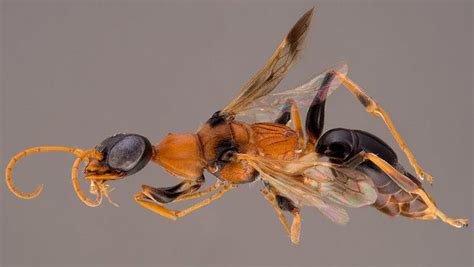 Meet The Newly Discovered Asian Dementor Wasp That Turns Cockroaches Into Zombies Weird