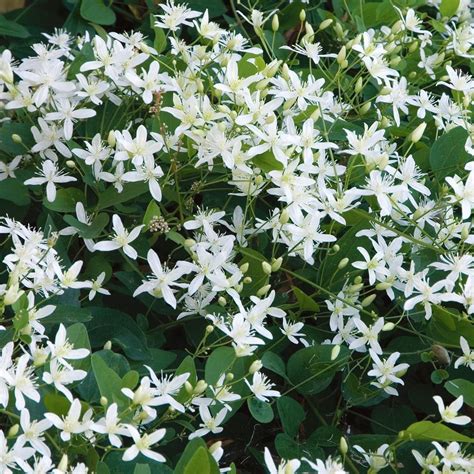 Little White Cluster Flowers