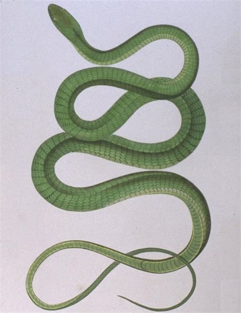 Green Tree Snake Tilligerry Habitat Reserve