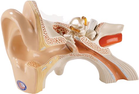 Ear Diagram 3d Human Body Anatomy