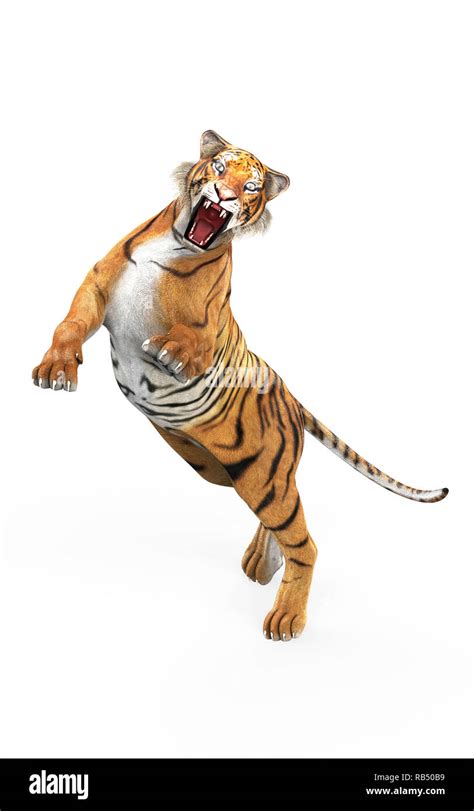 Dangerous Bengal Tiger Roaring And Jumping Isolated On White Background