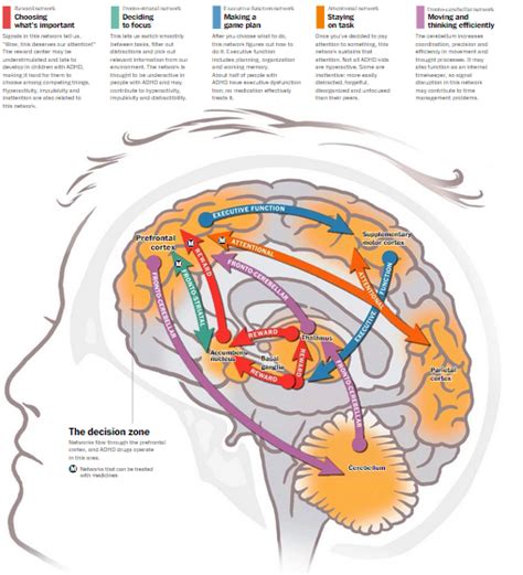 Attention Deficit Disorder Brain Compared To Normal Brain