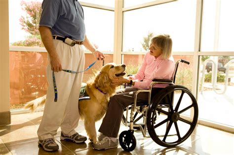 What Is Involved In Therapy Dog Training Dog Training