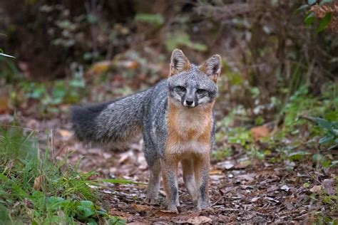 Foxes In California Types And Where They Live Paper Writer