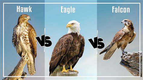 Hawk Vs Eagle Vs Falcon Difference And Similarity