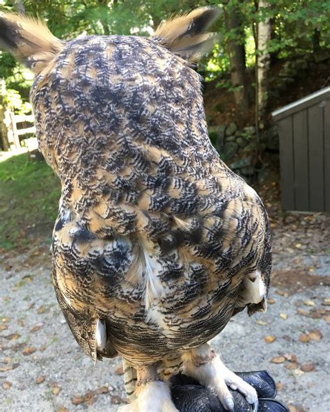 Greathornedowls Have Squam Lakes Natural Science Center