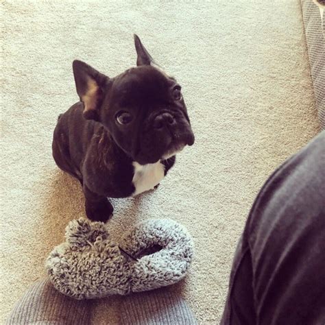 4 Month Old French Bulldog Absolutely Beautiful Cute Great With Kids