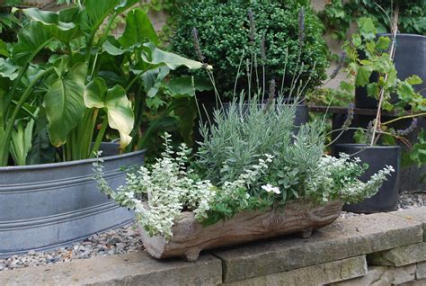 Dirt Simple Gardening And Landscape Blog By Deborah Silver Topiary