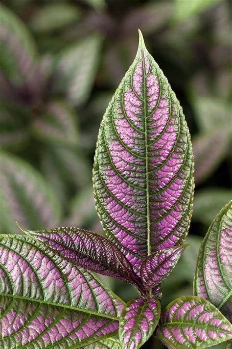 All About The Purple Persian Shield Plant Gardeners Path