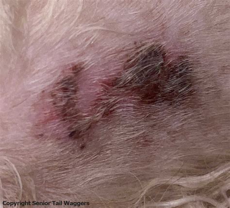 Crusty Scabs On Dogs Top Causes And What To Do Vet Advice
