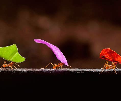 Leafcutter Ants Bing Wallpaper Download