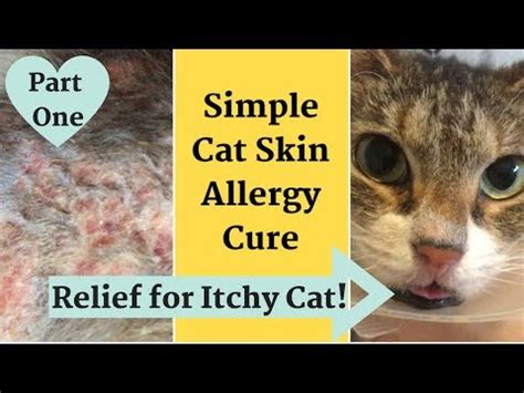 Skin allergies and contact dermatitis. Home Remedy for Cat with Itchy, Inflamed Skin * Allergy ...