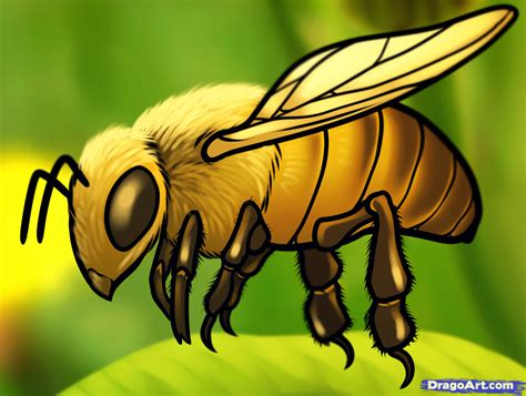 Free Honey Bee Drawing Download Free Honey Bee Drawing Png Images